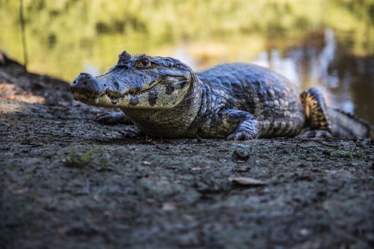 Caiman alligator - Bolivia-min