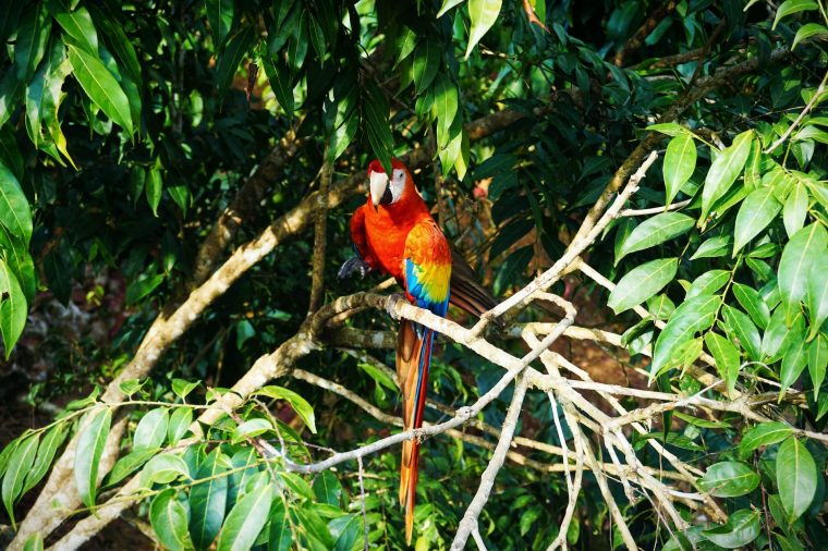 Scarlet Macaw Colombia-min