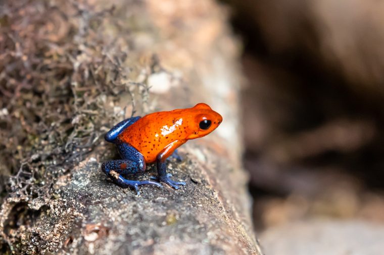 Strawberry poison dart frog-min