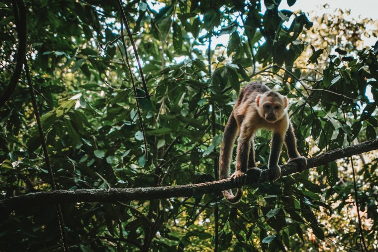 White fronted capuchin monkey-min