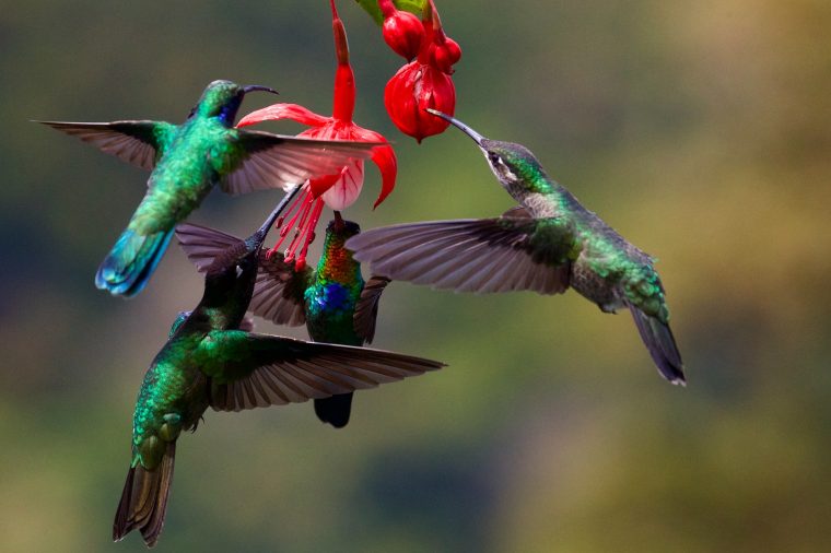 humming birds with red flowers-min