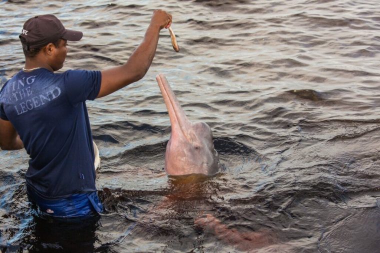 pink river dolphin