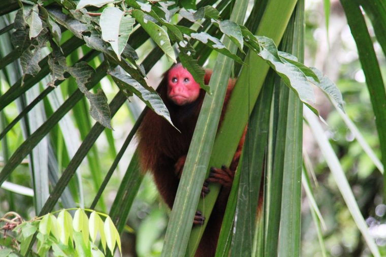 primate Amazon Iquitos-min