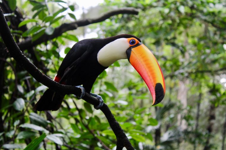 toucan, bird-min